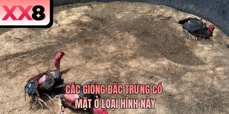 Các giống đặc trưng có mặt ở loại hình này