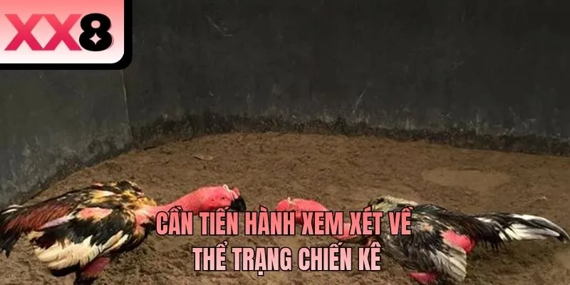Cần tiến hành xem xét về thể trạng chiến kê