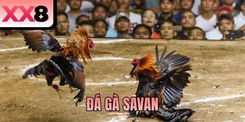 Đá Gà Savan - Những Màn So Tài Chiến Kê Nảy Lửa Tại XX8