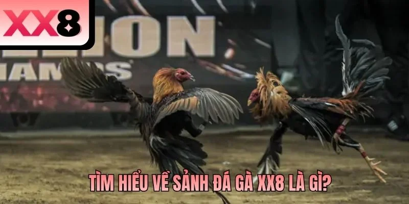 Tìm hiểu về sảnh đá gà XX8 là gì?